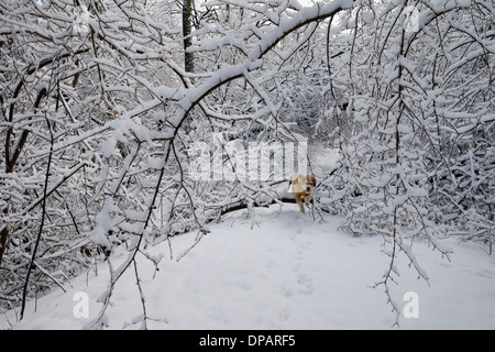 Cane saltando su albero caduto ricoperto di ghiaccio e neve sulla strada forestale dopo inverno tempesta di ghiaccio in Toronto Foto Stock