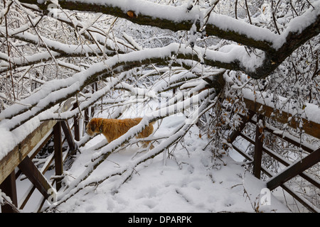 Grande di ghiaccio e neve coperto tree si è schiantato su un ponte con il cane su un parco percorso di foresta fiume Humber Toronto Foto Stock