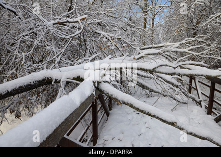 Grande di ghiaccio e neve coperto tree si è schiantato su un ponte su un parco forestale sentiero lungo il fiume Humber Toronto Foto Stock