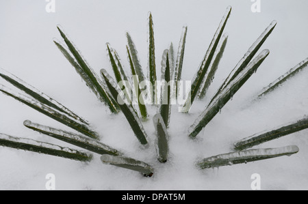 Abstract guglie di uno spesso strato di ghiaccio sulla pianta di Yucca lascia nella neve dopo una pioggia gelata tempesta di ghiaccio in Toronto Foto Stock