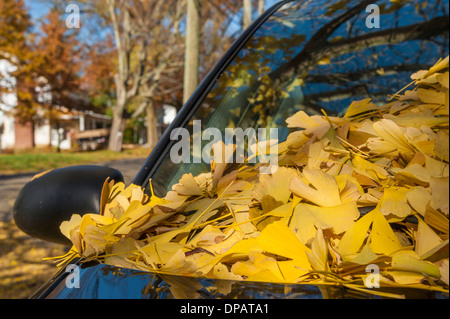 Foglie di Ginkgo Biloba sul parabrezza di auto Foto Stock