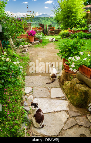 Gatti in giardino antico, Italia Foto Stock