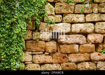 Vecchio muro coperto di edera Foto Stock