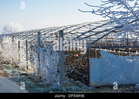 Frosty intelaiatura metallica di un poli serra a tunnel in Romania rurale Foto Stock