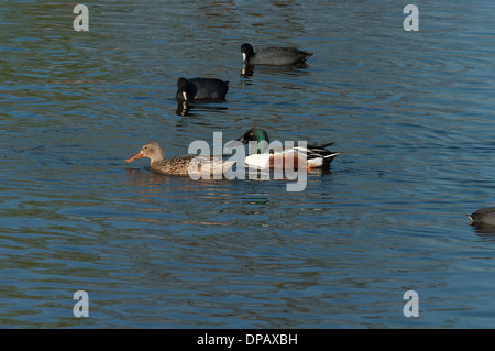 Northern mestolone, Anas clypeata, anatra, bird, gallina, drake, North American duck Foto Stock