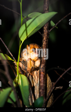 Un mouse notturno lemure Adasibe nella foresta. Foto Stock