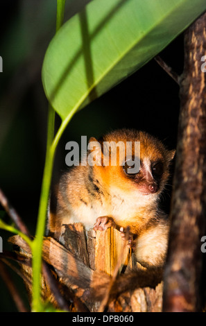 Un topo notturno nella foresta di Adasibe in Madagascar. Foto Stock