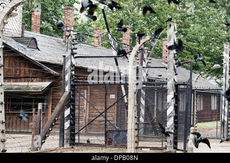 Uccelli neri battenti intorno al cancello di ingresso al campo di concentramento di Auschwitz, Oswiecim, Polonia, Europa Foto Stock