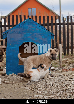 Amicizia del cane che cat Foto Stock