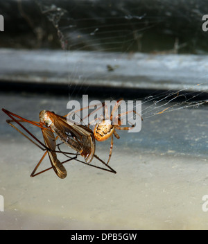 Crociera con una cranefly ha catturato nel web. Essex REGNO UNITO Foto Stock