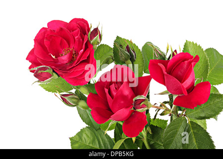 Fiori di rosa rampicante isolato su uno sfondo bianco Foto Stock