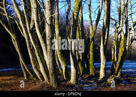 Un gruppo di alberi senza foglie in inverno, tardo autunno Foto Stock