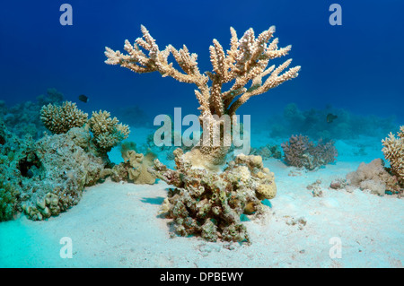 Coral reef a Ras Mohammed Parco Nazionale, la penisola del Sinai, Sharm el-Sheikh, Mar Rosso, Egitto, Africa Foto Stock