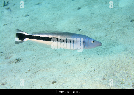 Blanquillo blu (Malacanthus latovittatus) nuoto su fondo sabbioso. Mar Rosso, Egitto, Africa Foto Stock