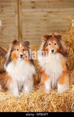 Due Shelties, Shetland Sheepdogs seduti al fieno Foto Stock