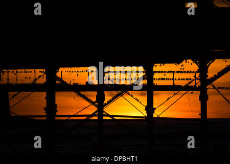 Aberystwyth, Wales, Regno Unito. 11 gennaio 2014. Alla fine di una settimana che ha visto grandi tempeste distruggendo gran parte del centro storico lungomare vittoriano in Aberystwyth, decine di migliaia di storni ancora tornare a roost sotto il molo al tramonto Photo credit: keith morris/Alamy Live News Foto Stock