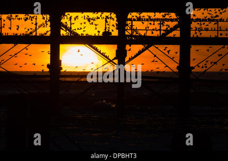 Aberystwyth, Wales, Regno Unito. 11 gennaio 2014. Alla fine di una settimana che ha visto grandi tempeste distruggendo gran parte del centro storico lungomare vittoriano in Aberystwyth, decine di migliaia di storni ancora tornare a roost sotto il molo al tramonto Photo credit: keith morris/Alamy Live News Foto Stock