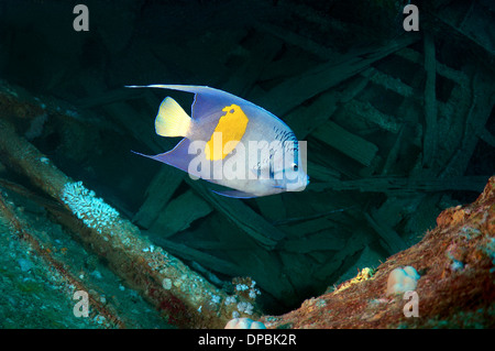 Halfmoon angelfish, yellowband angelfish, yellowbar angelfish, giallo-chiazza angelfish, o giallo-contrassegnato angelfish Foto Stock