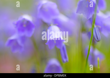 Bella campanule close up. Campo floreale. Messa a fuoco poco profonde. Foto Stock