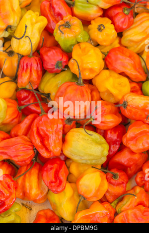 Giallo e arancione Scotch Bonnet il peperoncino sul visualizzatore in corrispondenza di un mercato all'aperto, Mulhouse, Alsazia, Francia, Europa Foto Stock