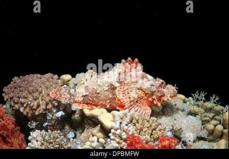 Tassled scorfani (Scorpaenopsis oxycephala) in immersioni notturne. Mar Rosso, Egitto, Africa Foto Stock