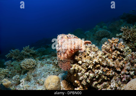 Tassled scorfani (Scorpaenopsis oxycephala), Mar Rosso, Egitto, Africa Foto Stock