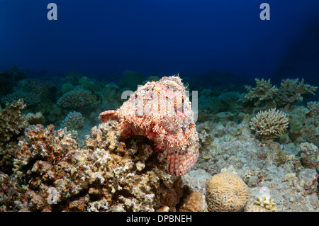 Tassled scorfani (Scorpaenopsis oxycephala), Mar Rosso, Egitto, Africa Foto Stock