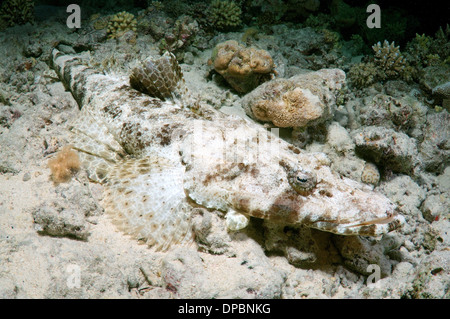 Tentacled o flathead Crocodilefish (Papilloculiceps longiceps) Foto Stock