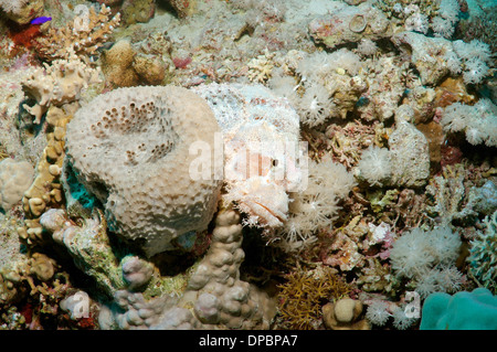 Tassled scorfani (Scorpaenopsis oxycephala), Mar Rosso, Egitto, Africa Foto Stock