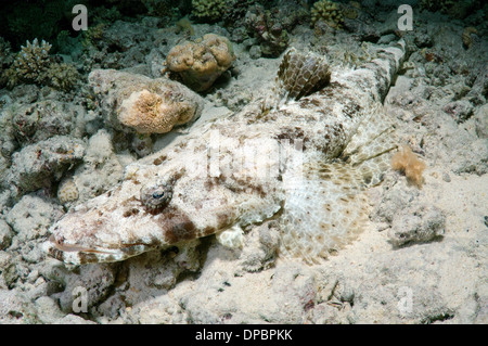 Tentacled o flathead Crocodilefish (Papilloculiceps longiceps) Foto Stock