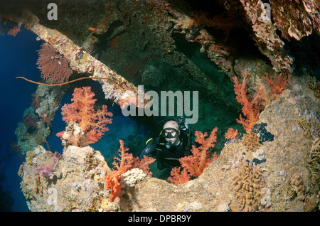 Sommozzatore guardando naufragio 'SS Dunraven'. Mar Rosso, Egitto, Africa Foto Stock