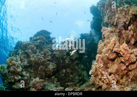 Sommozzatore in grotta. Ras Mohammed Parco Nazionale, la penisola del Sinai, Sharm el-Sheikh, Mar Rosso, Egitto, Africa Foto Stock