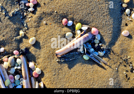 background, colorful seashells in the sand on a northsea beach in winter sun Foto Stock