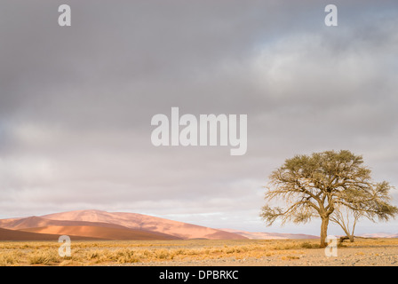 Foggy sunrise oltre le dune del Namib Naukluft National Park, Sossusvlei, Namibia, Africa. Foto Stock