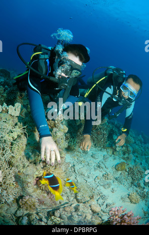 Sommozzatore guardando due-nastrare clownfish, Anemonefish (Amphiprion bicinctus), Mar Rosso, Egitto, Africa Foto Stock