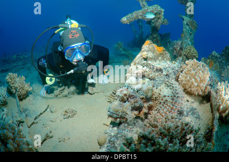 Sommozzatore guardando Tassled scorfani (Scorpaenopsis oxycephala), Mar Rosso, Egitto, Africa Foto Stock