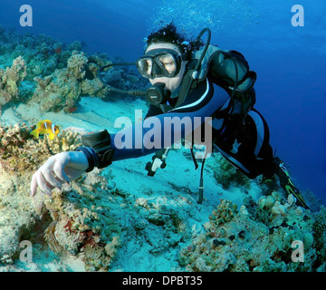 Sommozzatore guardando Clownfish o Twoband Anemonefish (Amphiprion bicinctus). Mar Rosso, Egitto, Africa Foto Stock