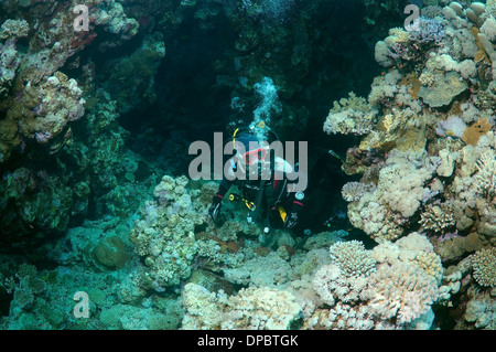 Sommozzatore in grotta. Ras Mohammed Parco Nazionale, la penisola del Sinai, Sharm el-Sheikh, Mar Rosso, Egitto, Africa Foto Stock