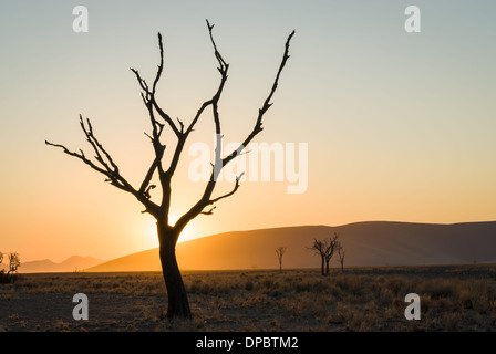 Albero morto vicino a Dune 45 all'alba, Namib Naukluft National Park, Sossusvlei, Namibia, Africa. Foto Stock