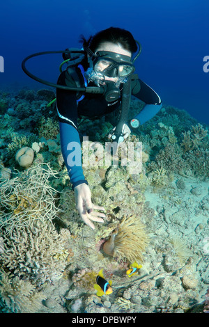 Sommozzatore guardando due-nastrare clownfish, Anemonefish (Amphiprion bicinctus), Mar Rosso, Egitto, Africa Foto Stock