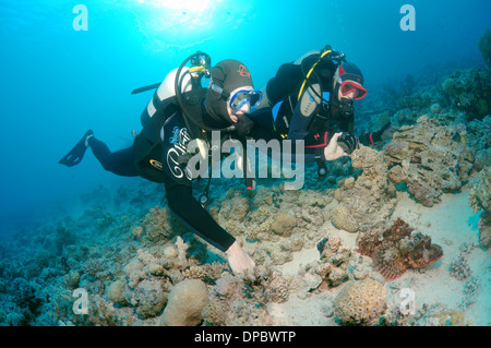 Sommozzatore guardando Tassled scorfani (Scorpaenopsis oxycephala), Mar Rosso, Egitto, Africa Foto Stock