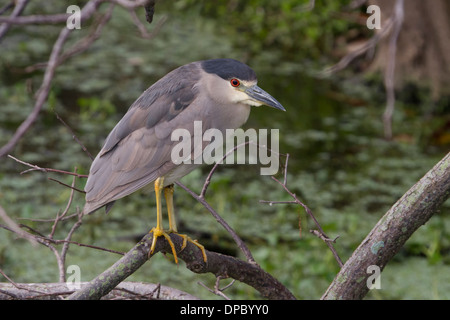 Nero notte incoronato Heron appollaia Foto Stock