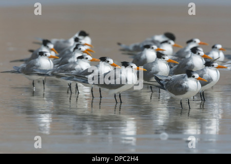 Lesser Crested Tern - Sterna bengalensis- Non adulti riproduttori Foto Stock