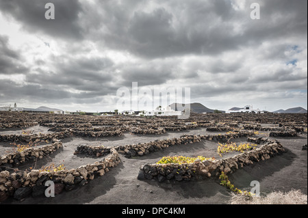 Vigneti di isola vulcanica di Lanzarote, Isole Canarie, Spagna, Europa. Foto Stock