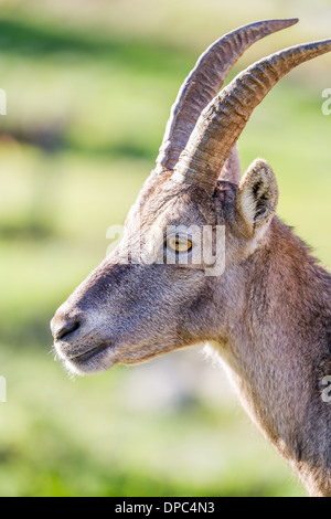 Primo piano del profilo di un Alpine Ibex o Steinbock doe Foto Stock
