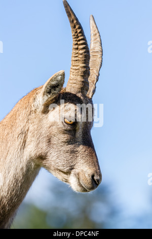 Primo piano del profilo di un Alpine Ibex o Steinbock doe Foto Stock