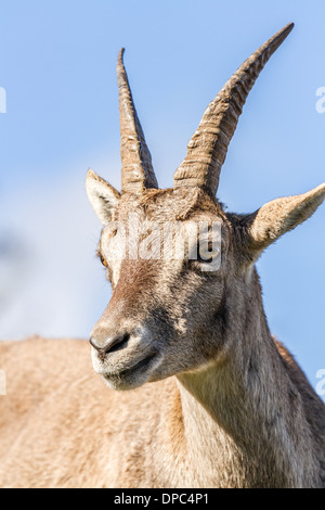 Primo piano della testa di un Alpine Ibex o Steinbock doe Foto Stock