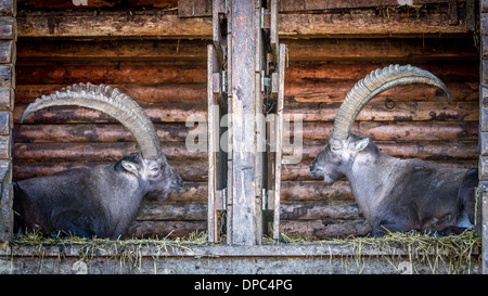 Due stambecchi bucks seduto in un rifugio di legno di fronte a ogni altro Foto Stock