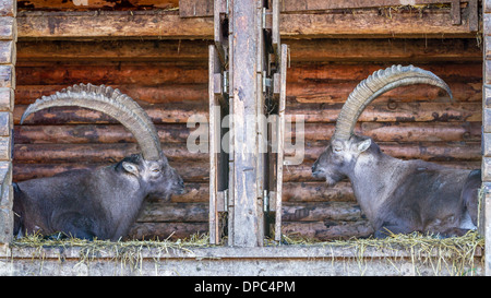 Due stambecchi bucks seduto in un rifugio di legno di fronte a ogni altro Foto Stock