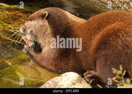 Un africano Clawless Otter alimentazione su un pesce. Foto Stock